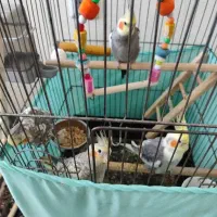 نر ماده مولد سخنگو