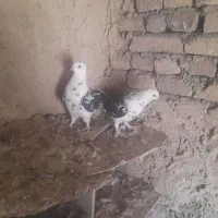 کبوتر تهرانی|پرنده|کوهدشت, |دیوار