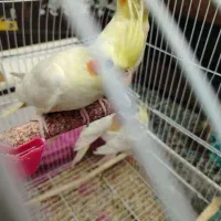 عروس لوتینوهلندی مولد4تا|پرنده|تبریز, |دیوار