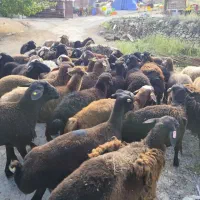 &گوسفند بره پروار زنده درطهران بدونه تعطیلی درمحل