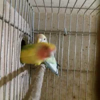 جفت مولد طوطی برزیلی|پرنده|پردیس, شهرک صنعتی خرمدشت فاز ۷|دیوار