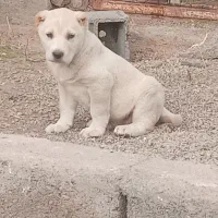 کوچوک نر ماده درشت