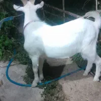 دو عدد چکل سانن|حیوانات مزرعه|فسا, |دیوار