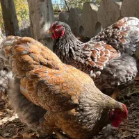 ویاندوت بلورد جی اس جی|حیوانات مزرعه|مشهد, امیریه|دیوار