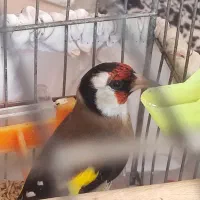 سهره نر|پرنده|مبارکه, |دیوار