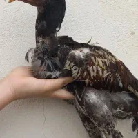 لاری و محلی بهاره