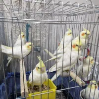 فروش  ۸ عدد عروس هلندی