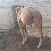 بچه شتر فروشی