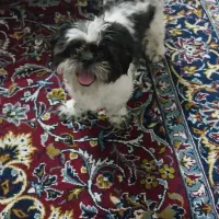 فروش دوعدد سگ نروماده شیزو فلت اصل