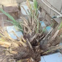 پاجوش گنطار