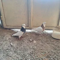 طوقی|پرنده|شراء, |دیوار