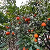 نارنج سر درختی (۴ درخت)