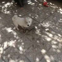 پامر روباهی