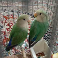 طوطی برزیلی|پرنده|پلدختر, |دیوار