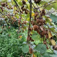 فروش باغ کیوی