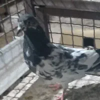 ماده کله سبز پرخال|پرنده|زابل, |دیوار
