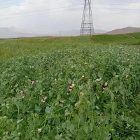 خیار کدو لوبیا سبز