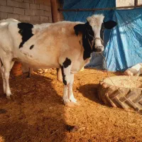 ۲گاو. وگوساله ماده|حیوانات مزرعه|حمیدیه, |دیوار