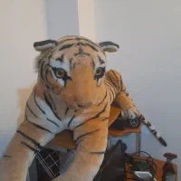 عروسک و فرش اتاق کودک سالم|اسباب و اثاث بچه|رشت, استادسرا|دیوار