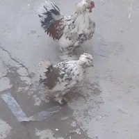 هیوان مزرعه