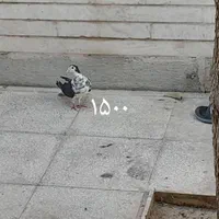 باسلام یک‌ عدد ماده گلین کاکل ویک عددنرسیمونی|پرنده|اصفهان, شاهزید|دیوار