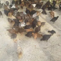 جوجه محلی گلپایگان|حیوانات مزرعه|خلیل آباد, |دیوار