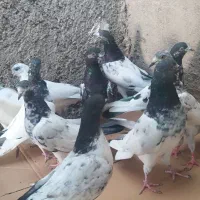 کبوتر پاکستانی