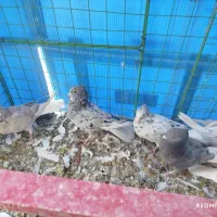 16عدد دم سفید تازه ایزی کنار کردن همه قیچی