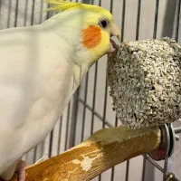 عروس هلندی گم شده مژدگانی دریافت کنید