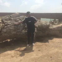غول اسلب گردو