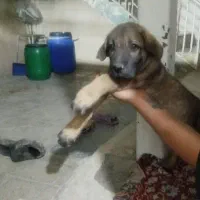 توله عراقی