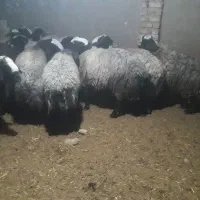 گوسفندشال 20رس|حیوانات مزرعه|شال, |دیوار