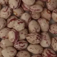 لوبیا چیتی نو ایرانی