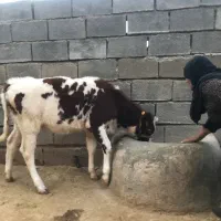 گاو و گوساله|حیوانات مزرعه|ایلام, |دیوار