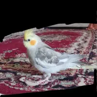 عروس هلندی پیدا شده