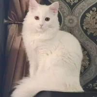 پرشین آنگورا