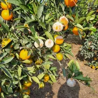 فروش زمین نیاسته