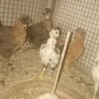 جوجه مرغ گلین گردن لخت