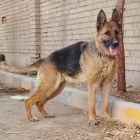 سگ ژرمن