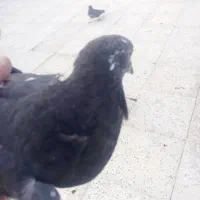 کبوتر5عدد|پرنده|سراب, |دیوار