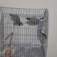 سه عدد فنچ نرگسی|پرنده|ساوه, |دیوار