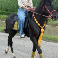 اسب مشکی درشت