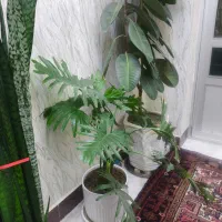 اجاره ی خانه ی دربستی کوی ستوباد دربند بهاران