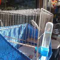 قناری نر مست فوق شلاقی بخوان