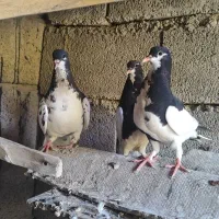 خوشرنگ سیاه گلدار|پرنده|شیراز, سایت اداری|دیوار