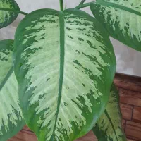 گل دیفن|گل و گیاه طبیعی|کازرون, |دیوار