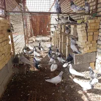 فروش کبوتر پروندنی درشادگان