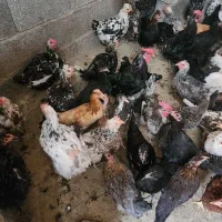 تخم مرغ گلین