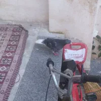 کبوتر|پرنده|سرخنکلاته, |دیوار