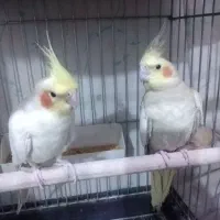 یک جفت عروس هلندی نروماده مولد|پرنده|رباطکریم, نصیرشهر|دیوار